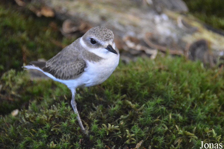 Charadrius alexandrinus