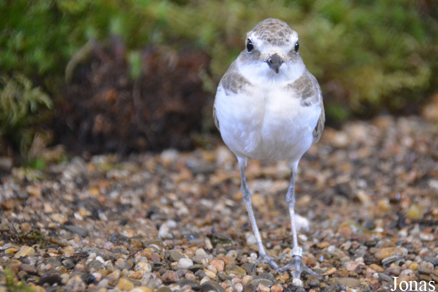 Charadrius alexandrinus
