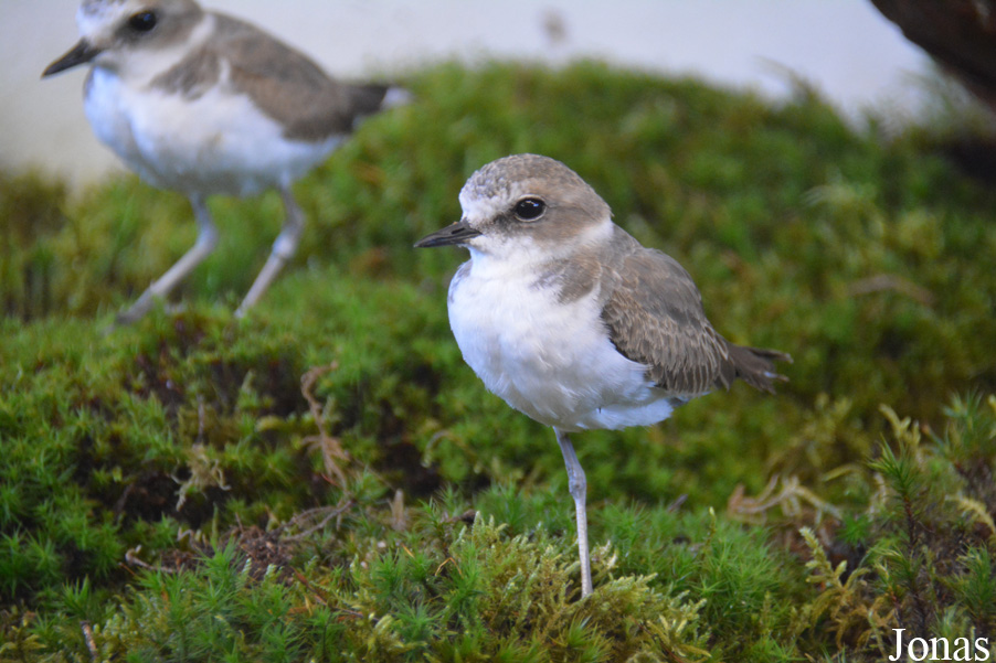 Charadrius alexandrinus
