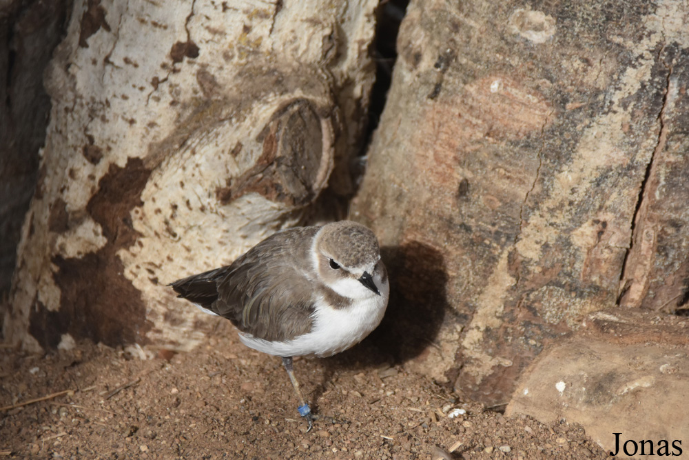 Charadrius alexandrinus