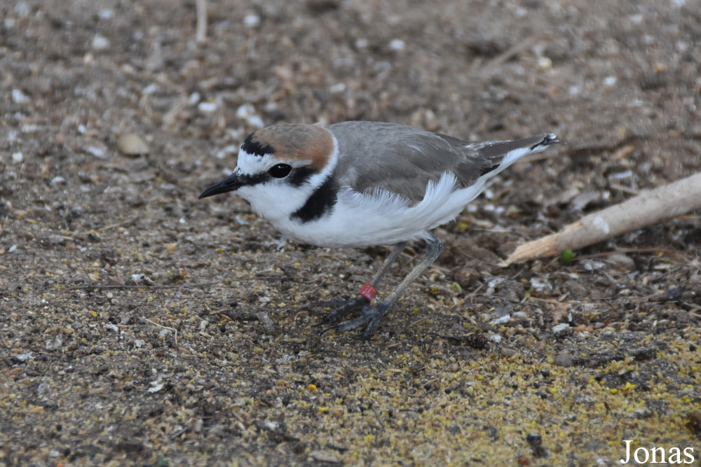 Charadrius alexandrinus
