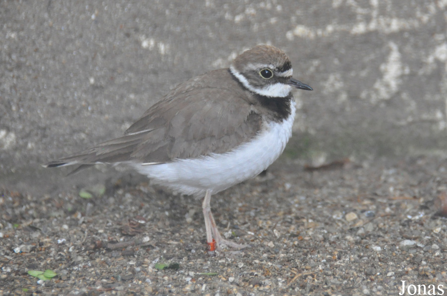 Charadrius dubius curonicus