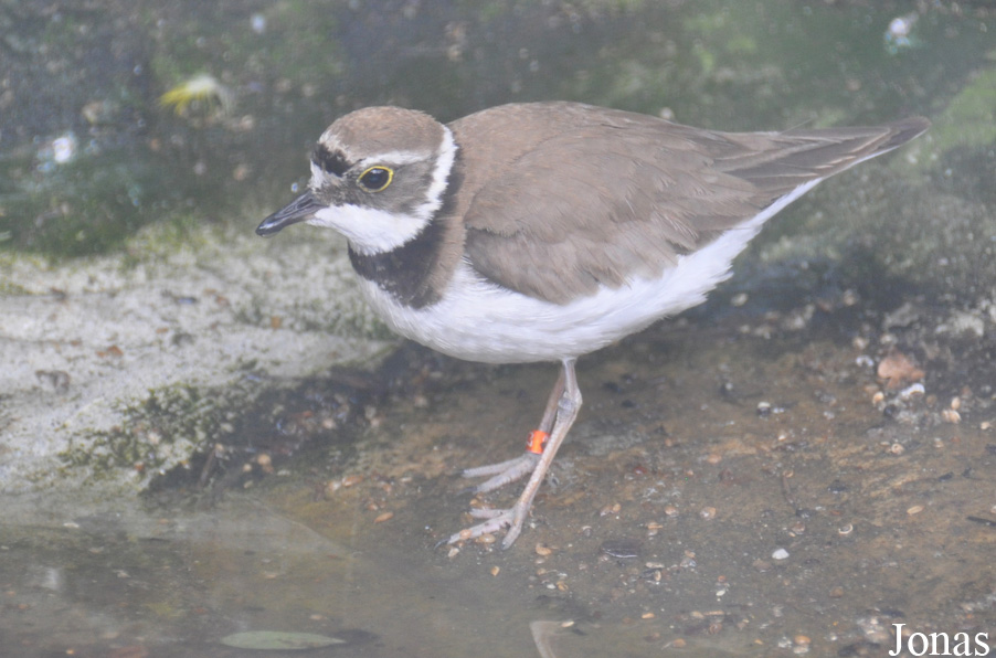 Charadrius dubius curonicus