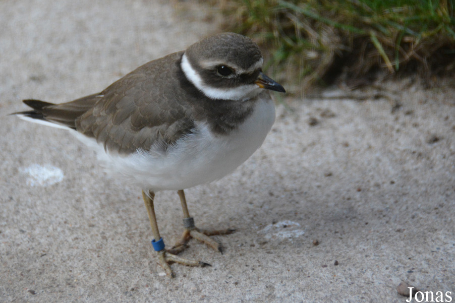 Charadrius hiaticula