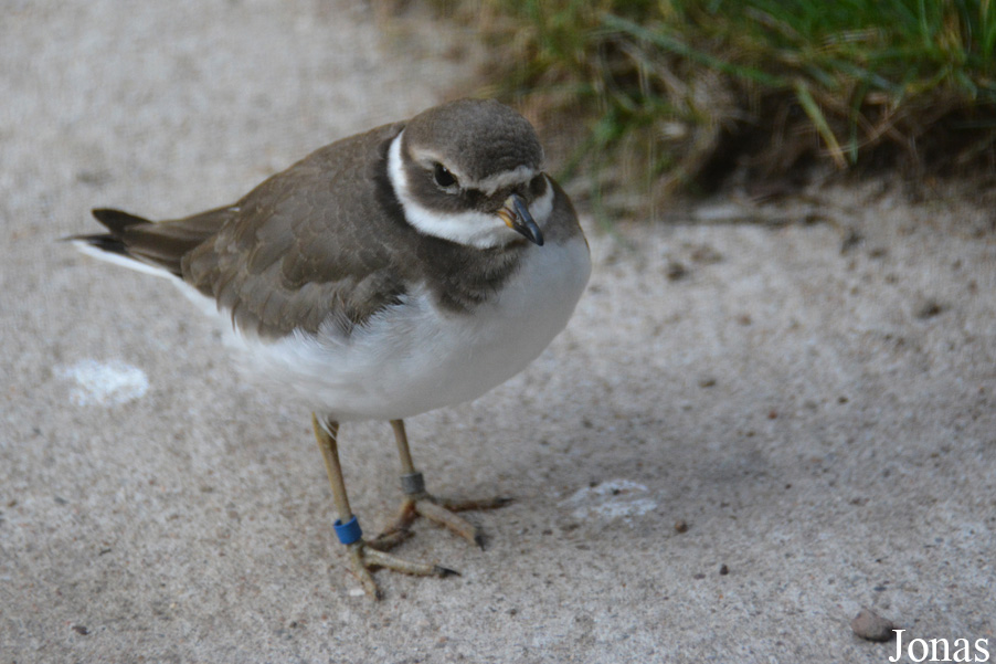 Charadrius hiaticula