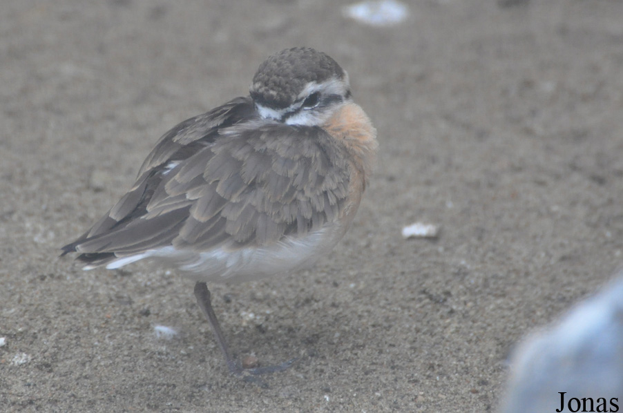 Charadrius pecuarius