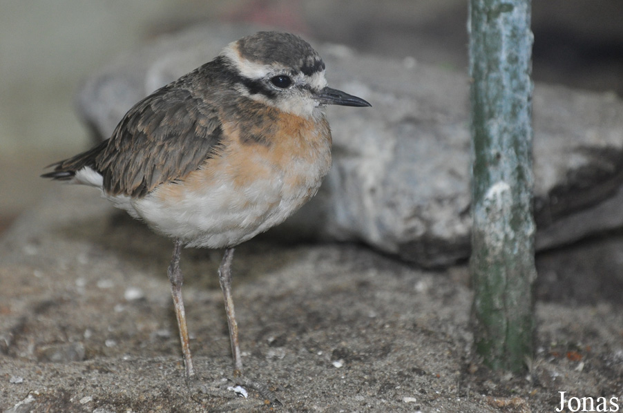 Charadrius pecuarius