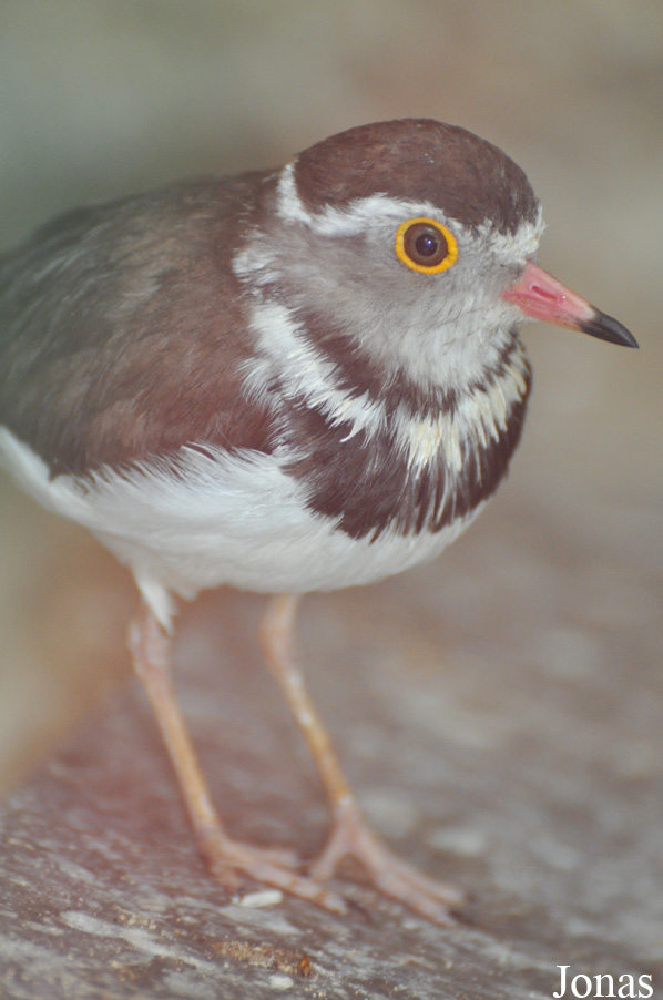 Charadrius tricollaris