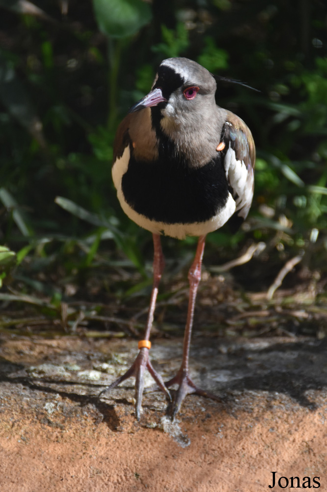 Vanellus chilensis