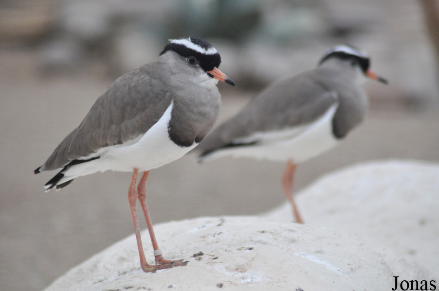 Vanellus coronatus