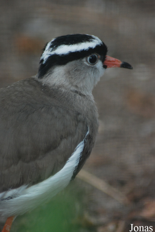Vanellus coronatus