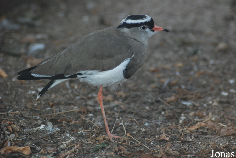 Vanellus coronatus
