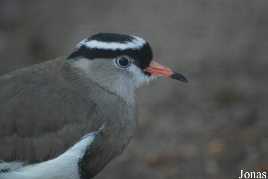 Vanellus coronatus