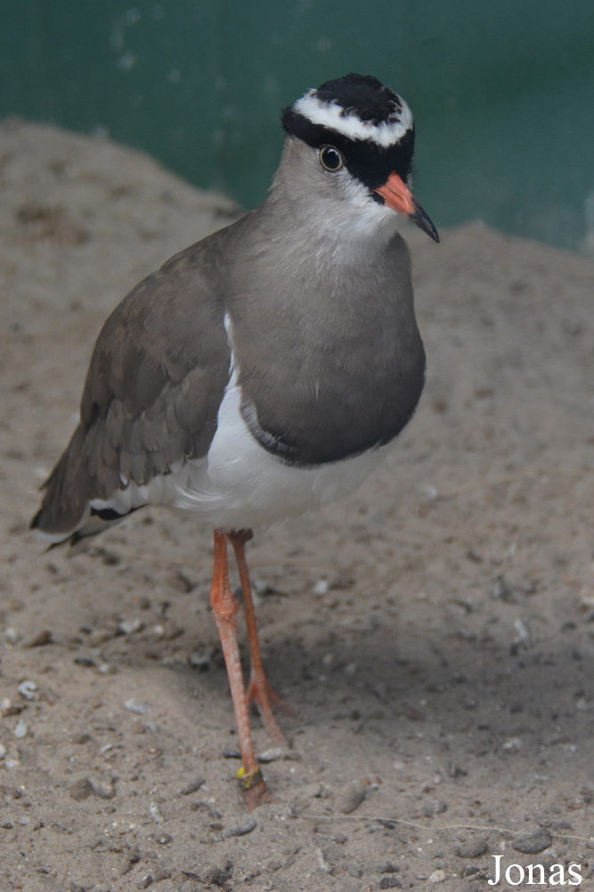 Vanellus coronatus
