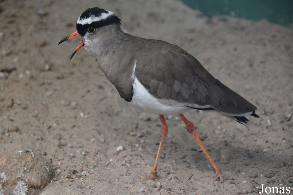 Vanellus coronatus