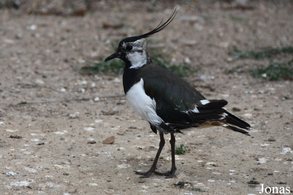 Vanellus vanellus