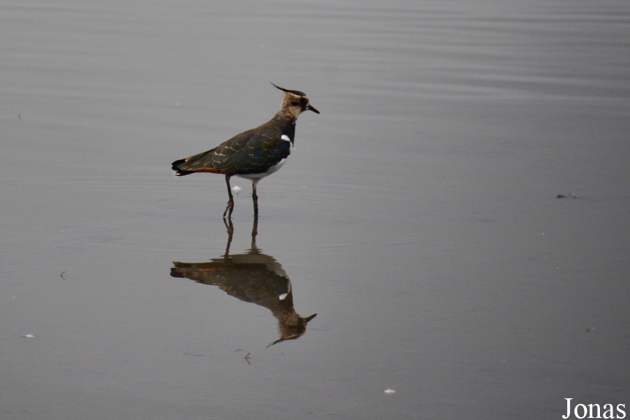 Vanellus vanellus