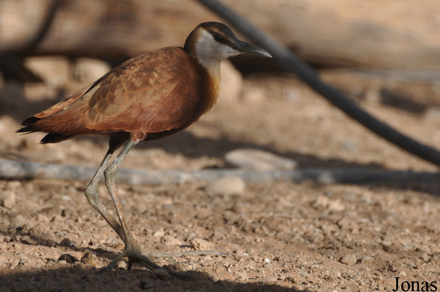 Actophilornis africanus