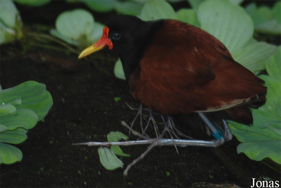 Jacana jacana