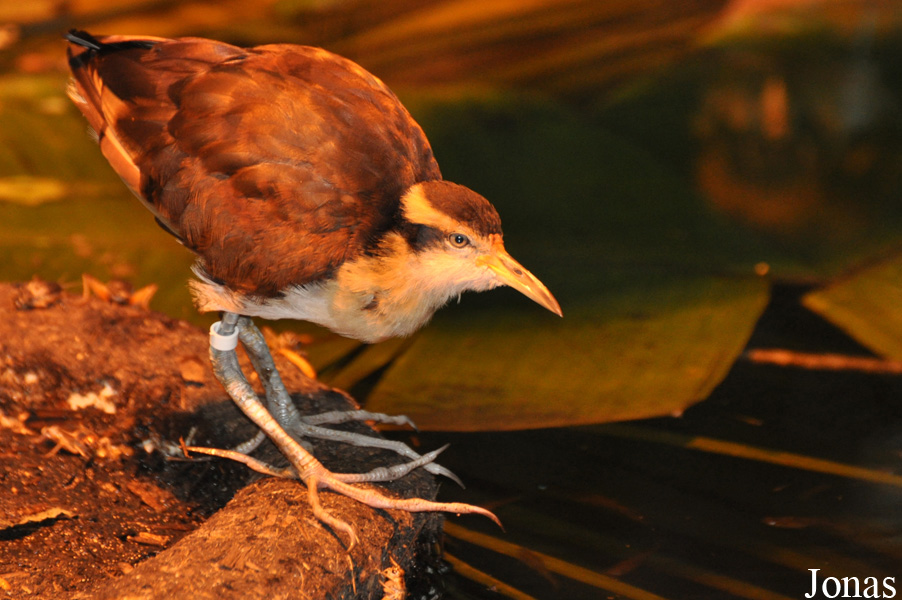 Jacana jacana