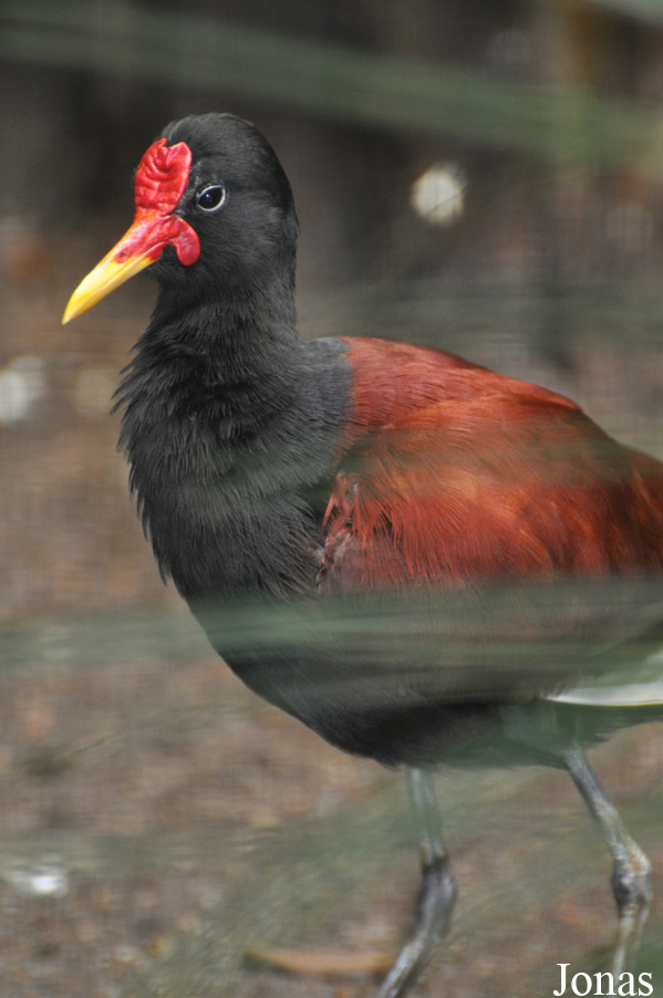 Jacana jacana