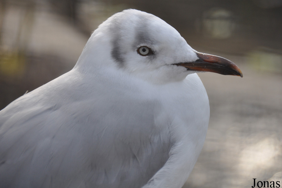 Chroicocephalus cirrocephalus