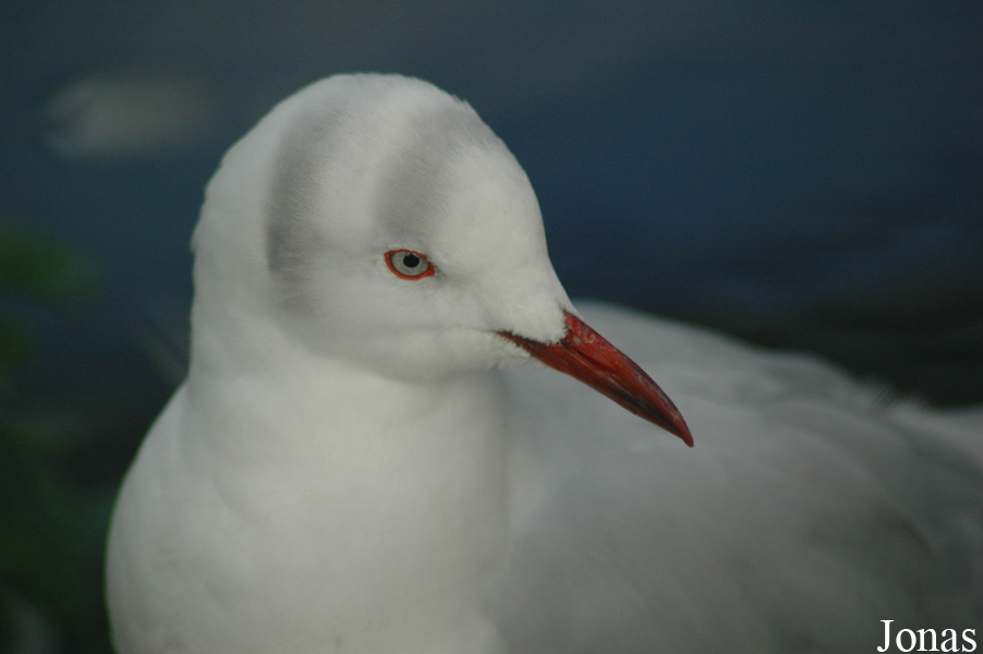 Chroicocephalus cirrocephalus