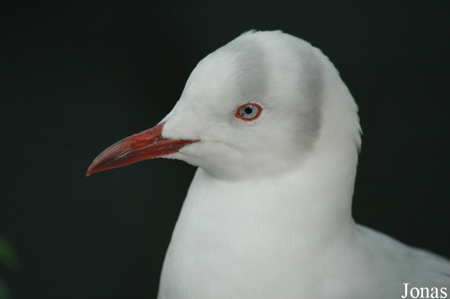 Chroicocephalus cirrocephalus