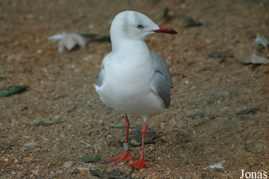 Chroicocephalus cirrocephalus poiocephalus