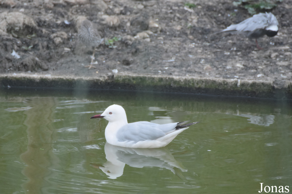 Chroicocephalus genei