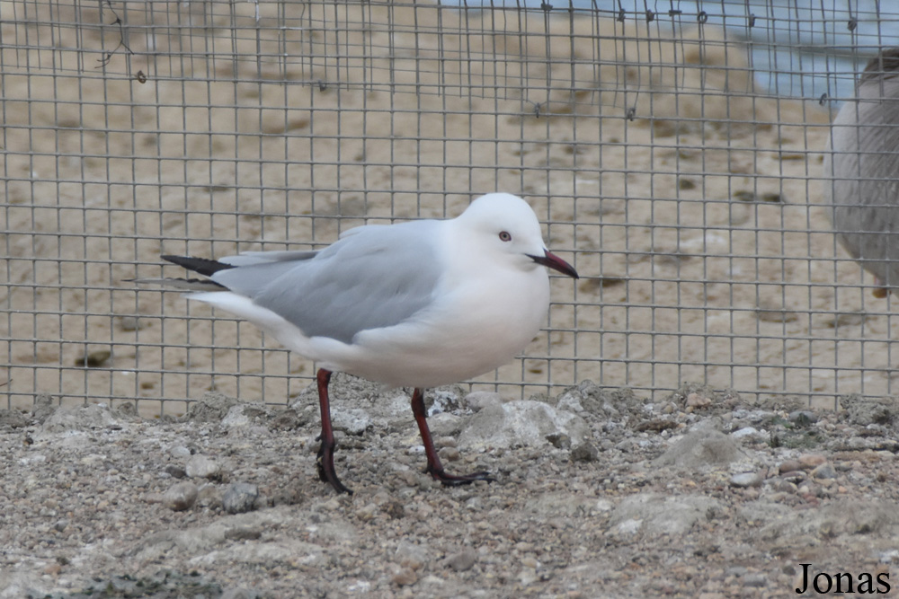 Chroicocephalus genei