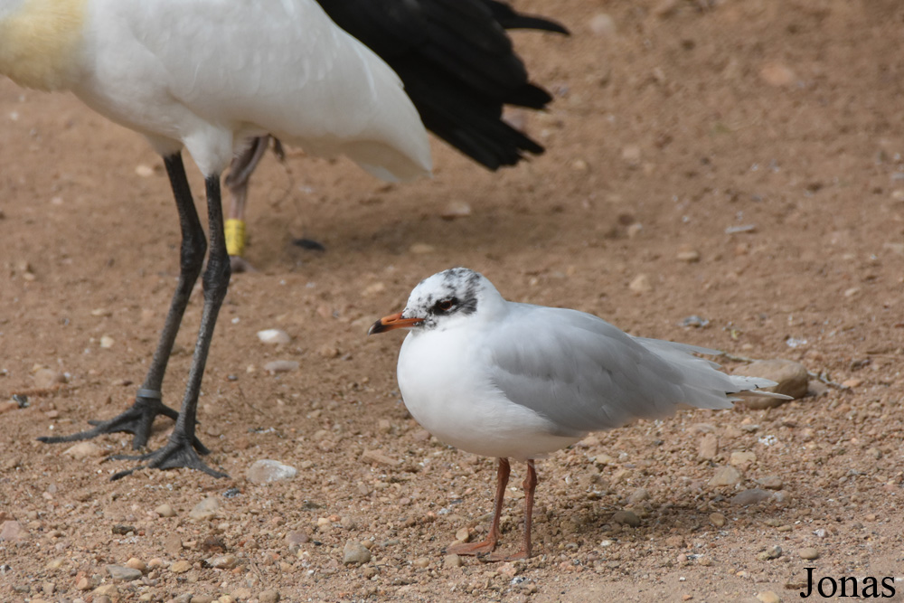 Chroicocephalus ridibundus