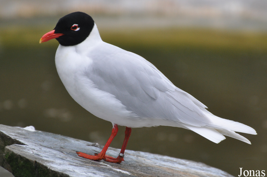 Ichthyaetus melanocephalus