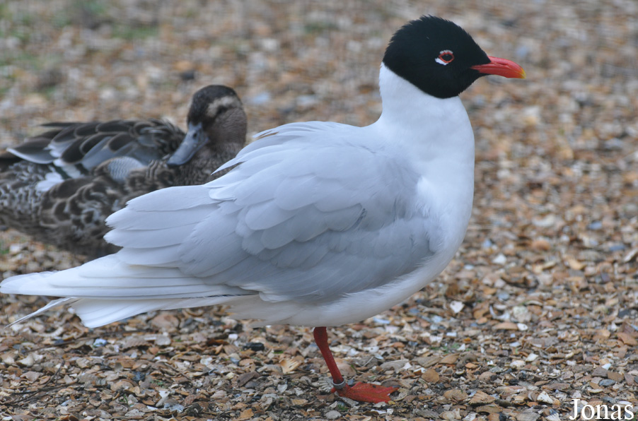 Ichthyaetus melanocephalus