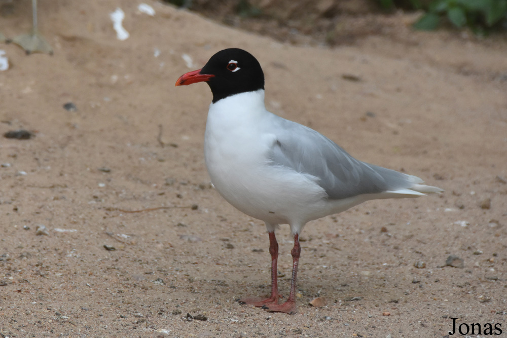 Ichthyaetus melanocephalus