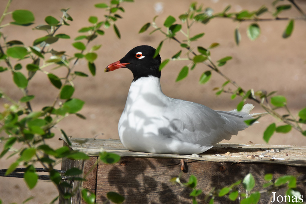 Ichthyaetus melanocephalus
