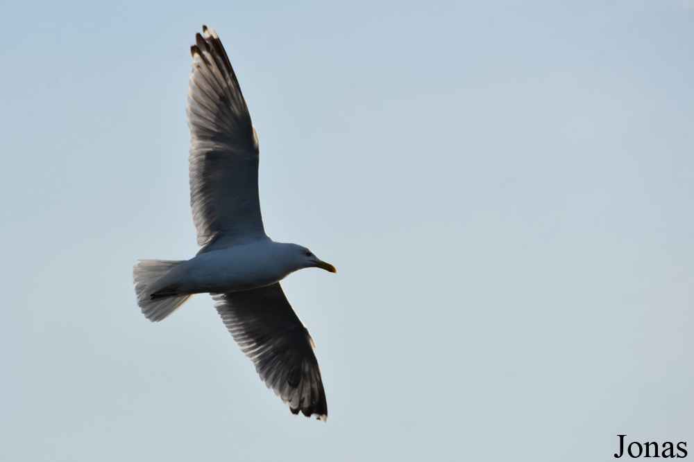 Larus argentatus argentatus / Palanga