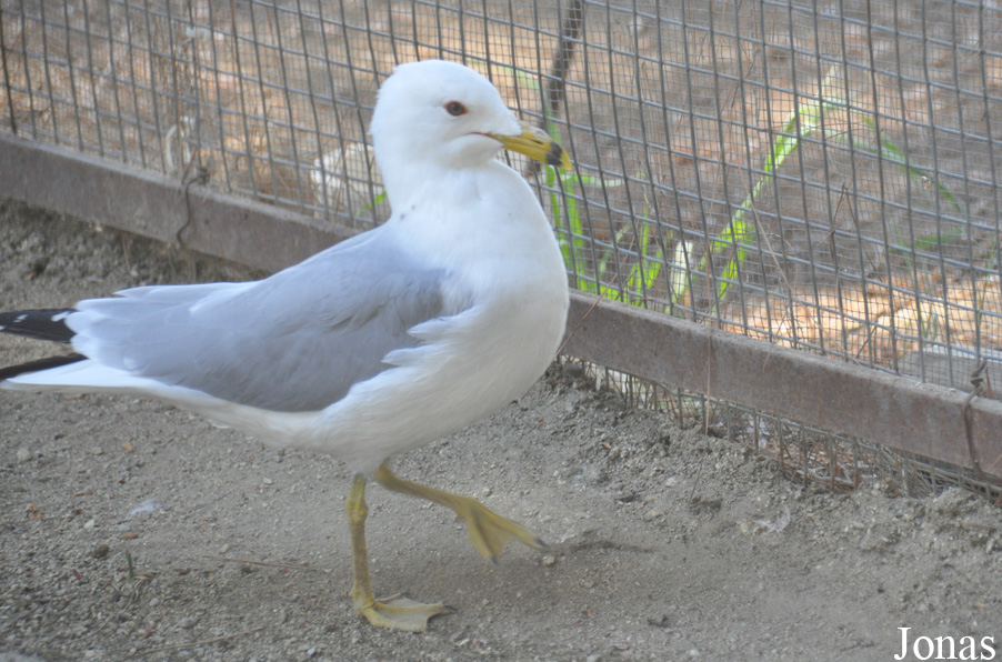 Larus californicus