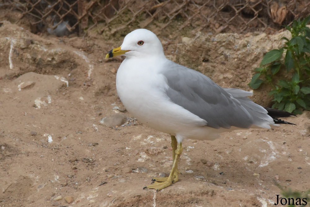 Larus delawarensis