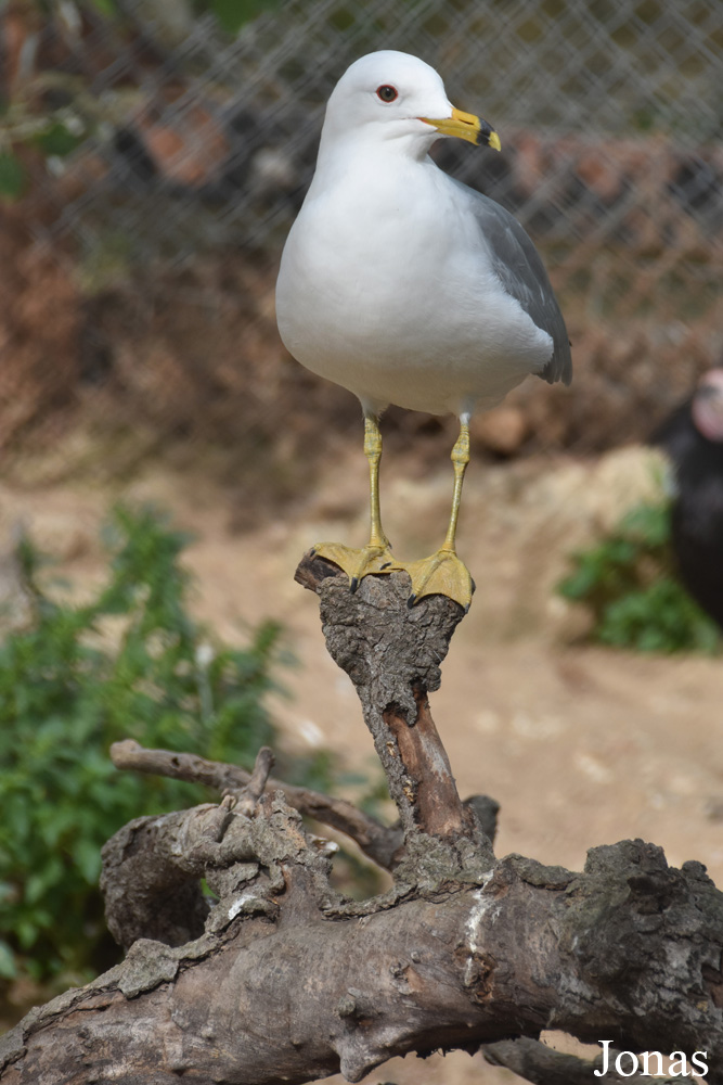 Larus delawarensis