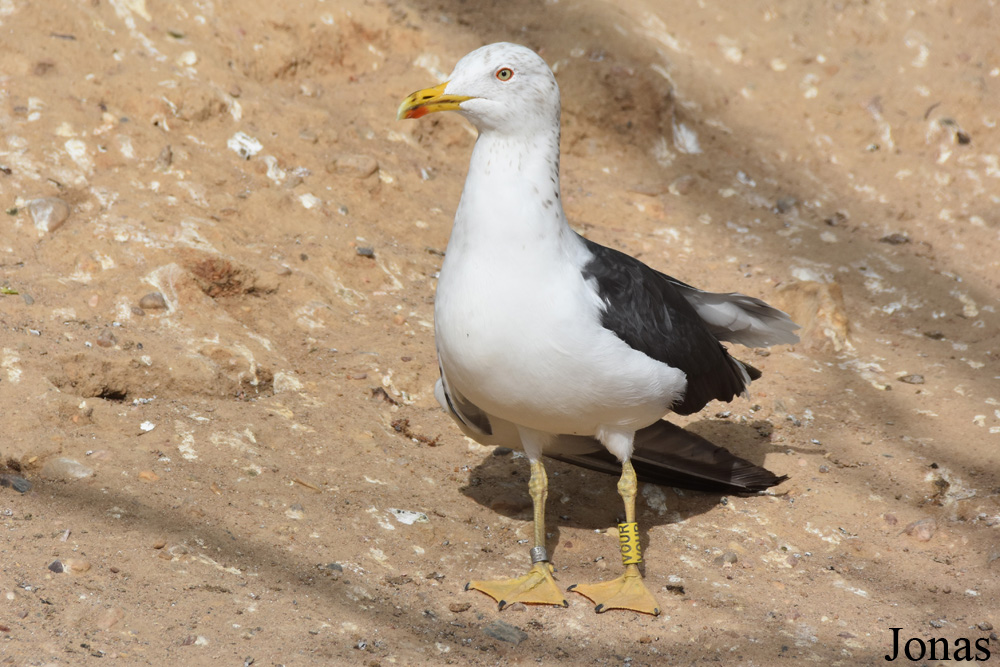 Larus fuscus