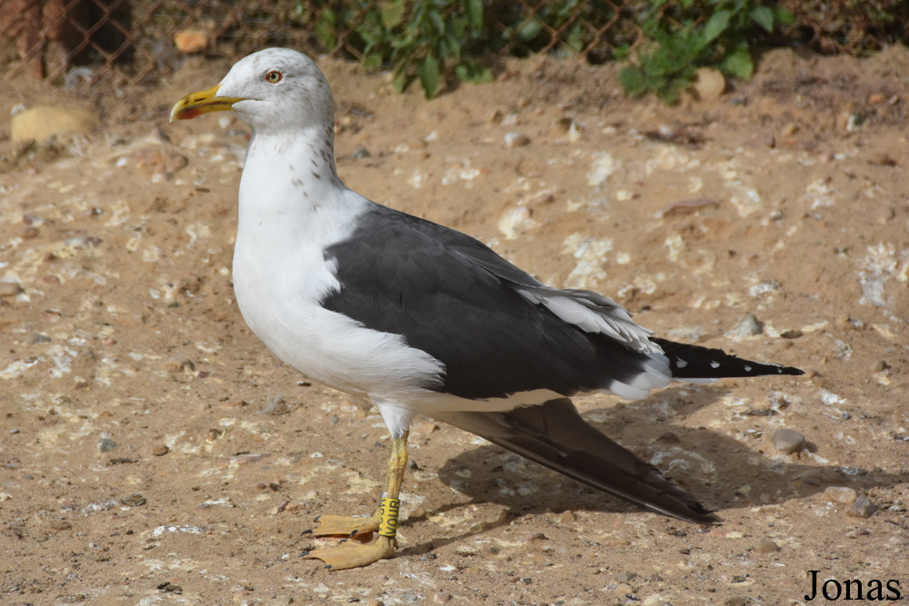 Larus fuscus