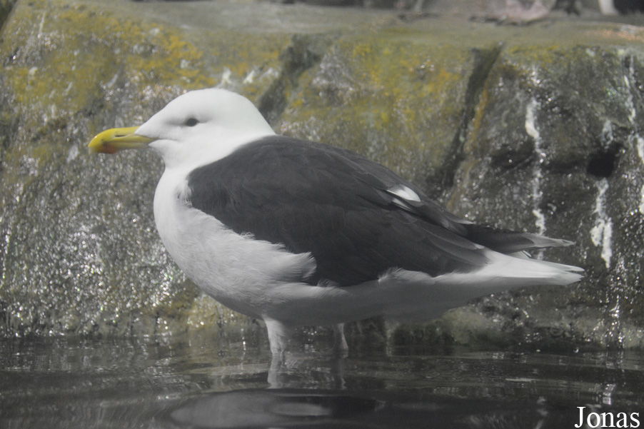 Larus marinus