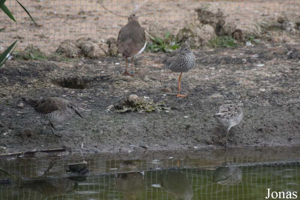 Calidris canutus