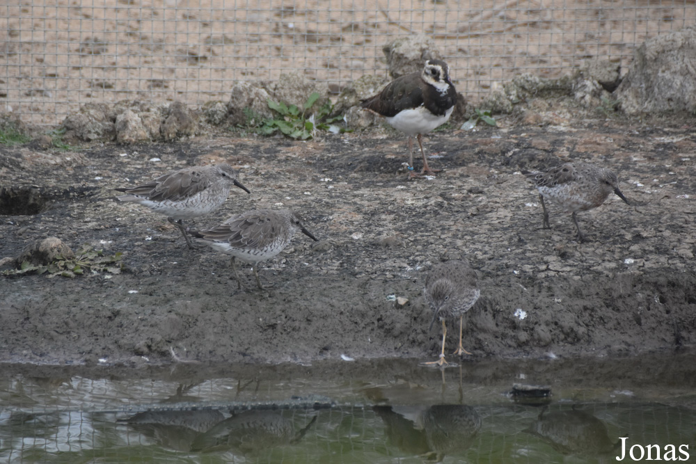 Calidris canutus