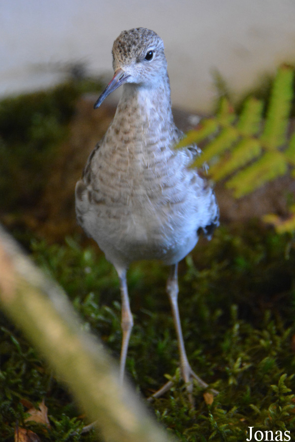 Calidris melanotos