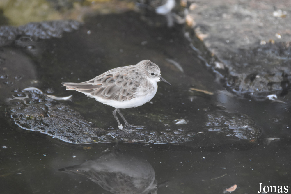 Calidris minuta