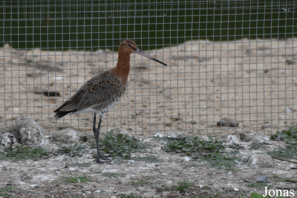 Limosa limosa