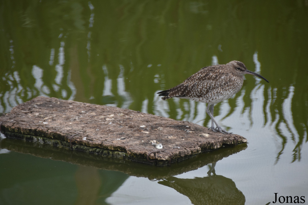 Numenius phaeopus