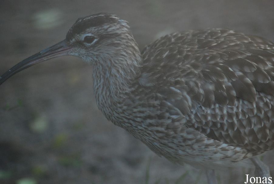 Numenius phaeopus
